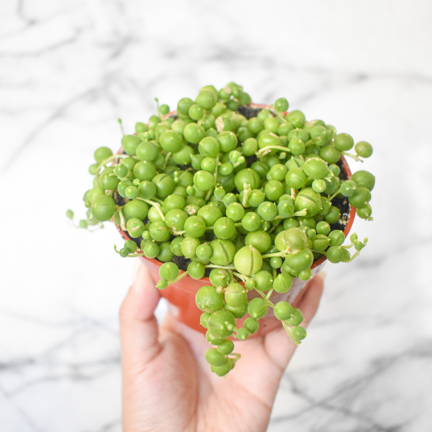 String of Pearls