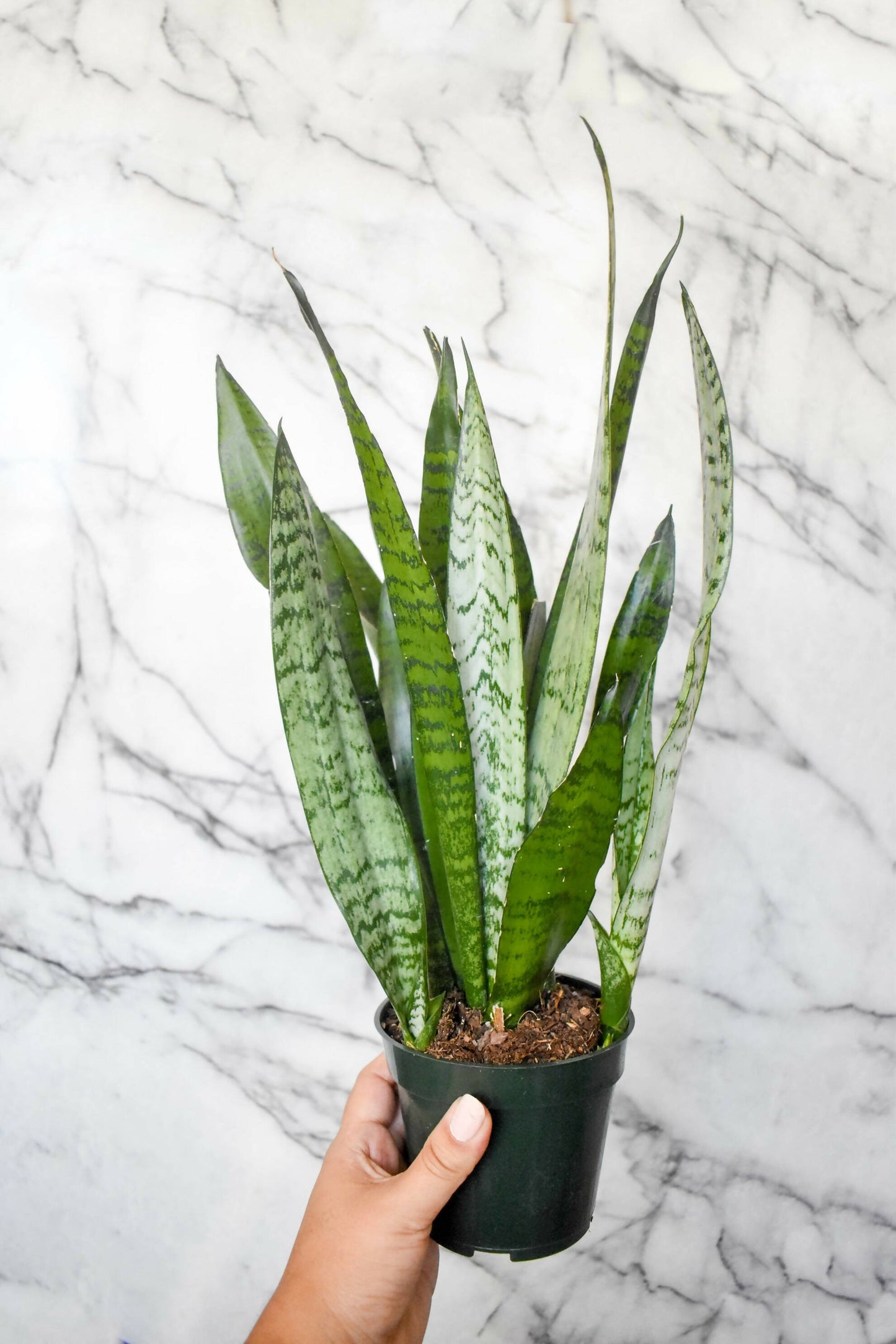 Snake Plant (Dracaena Zeylanica)
