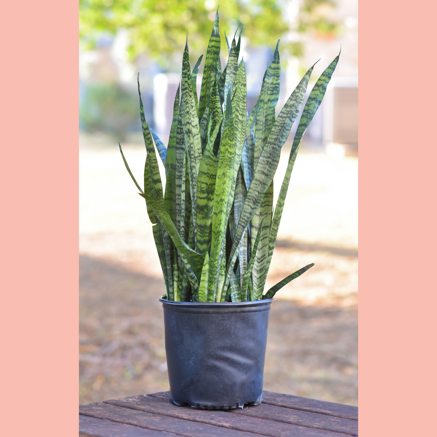 Snake Plant (Dracaena Zeylanica)