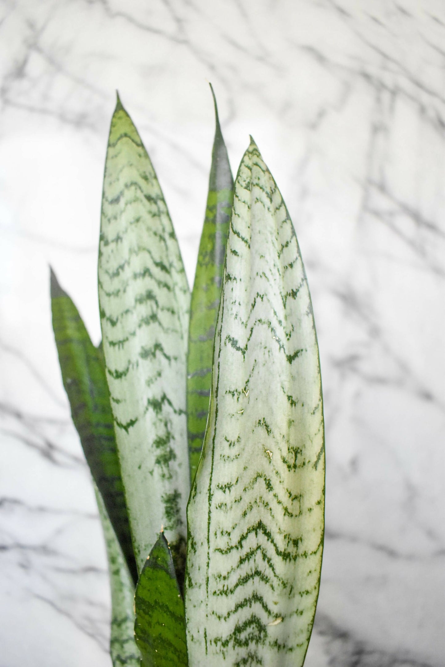 Snake Plant (Dracaena Zeylanica)