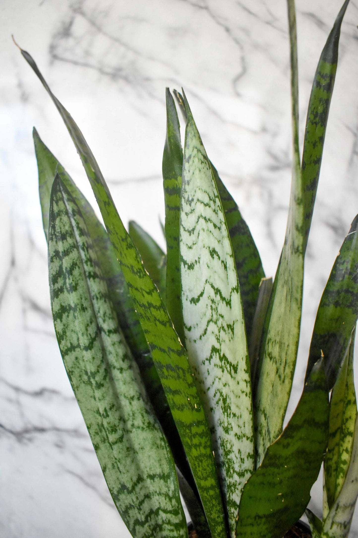 Snake Plant (Dracaena Zeylanica)